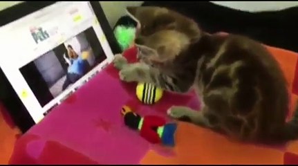 CUTE & AWESOME CATS 6