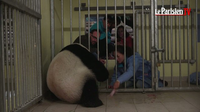 Les images de la naissance du bébé panda au zoo de Beauval