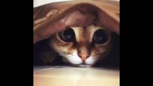 Chưa có tiêu đề