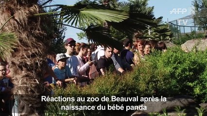 Réactions au zoo de Beauval après la naissance du bébé panda