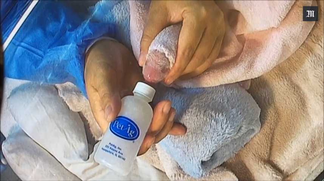 Premières naissances de bébés pandas en France