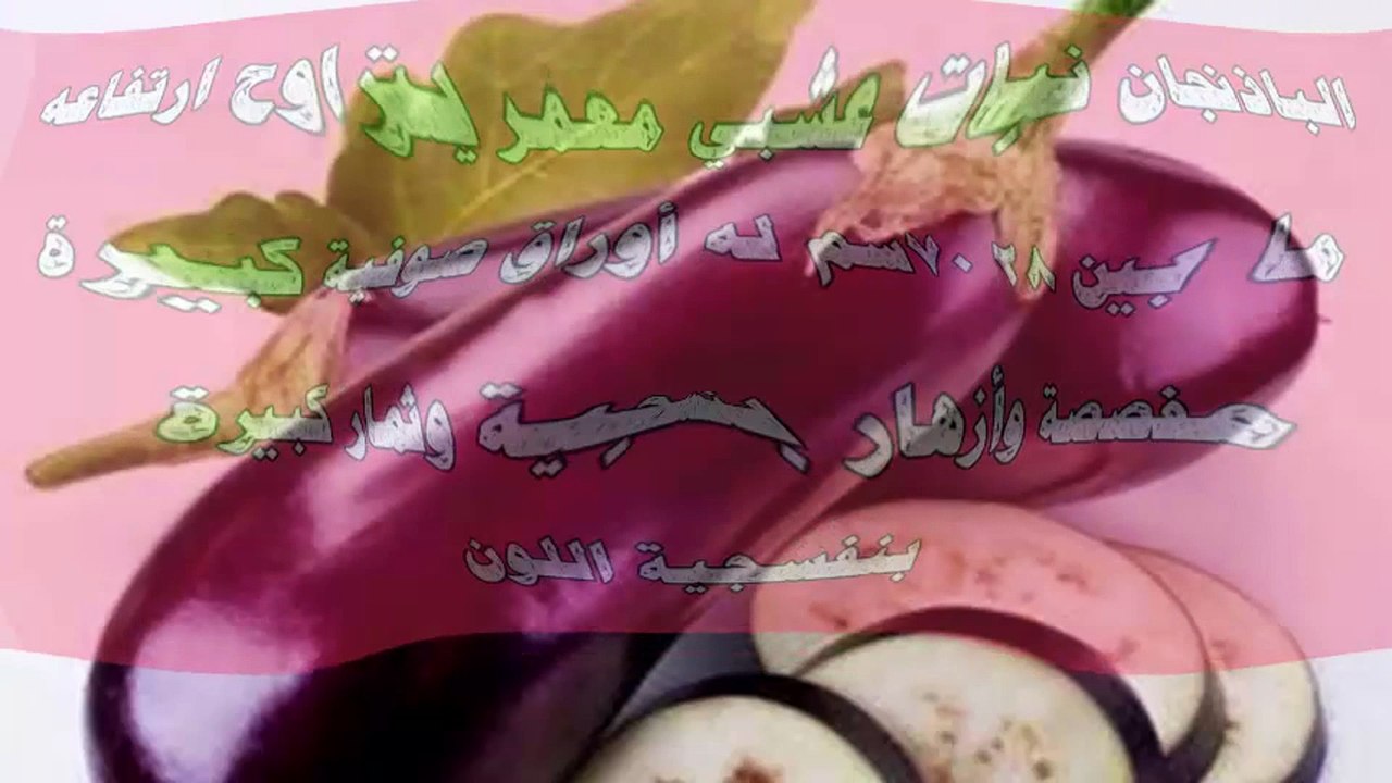 وصفة أقماع الباذنجان لعلاج البواسير