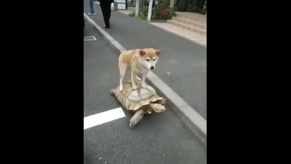 Funny Turtles Carry Dog