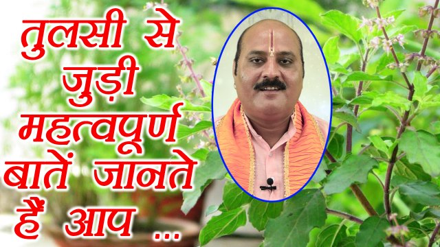Tulsi, तुलसी | Holy Basil | Things to know about Tulsi, जानें तुलसी से जुड़ी महत्वपूर्ण बातें