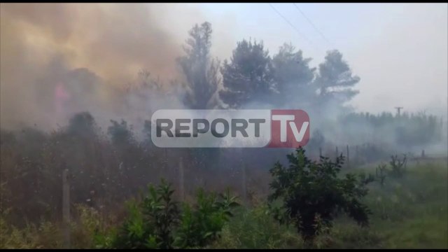 Report TV - Lushnje,zjarr në Ardenicë,digjen sipërfaqe me ullishte dhe pisha
