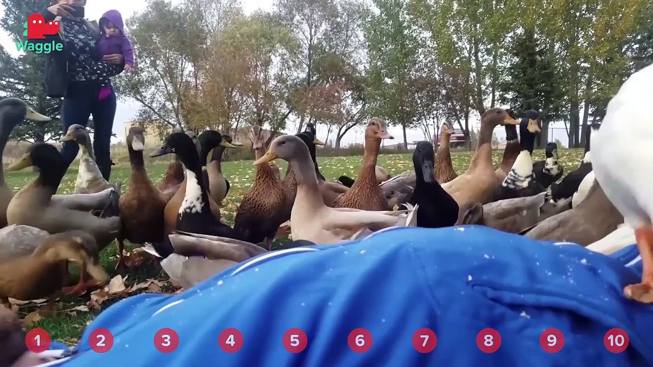 Duck Feeding Frenzy & Smiling Huskies! // Funny Animal Compilation