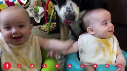 Dogs Cleaning Babies & Dramatic Ponies!! // Funny Animal Compilation