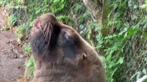 Sea lion pulls unusual faces while sleeping