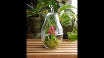 Antique Terrariums Design For Table Decoration With Lovely Bonsai