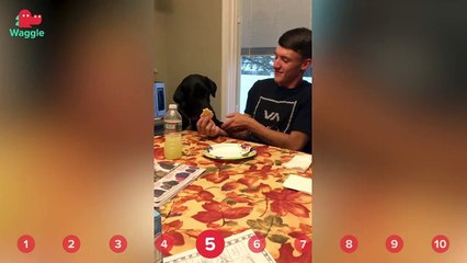 Ball Pit Puppies & Goats Playing with Cows!! // Funny Animal Compilation