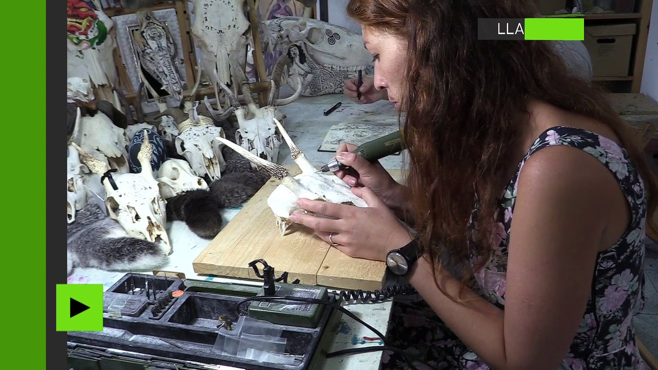 Orné de motifs celtiques, ce crâne de cerf retrouve une seconde vie