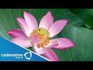 Propiedades espirituales de la flor china