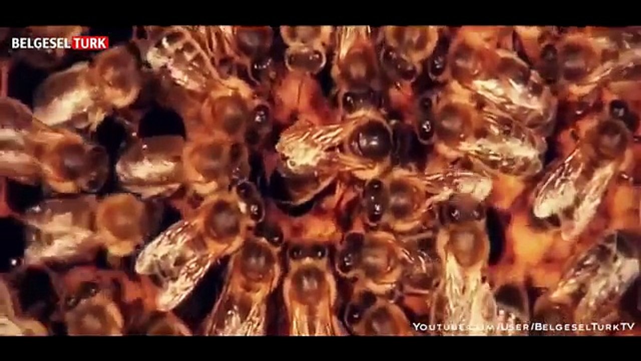 Böceklerin Dünyası (National Geographic Türkçe Belgesel)