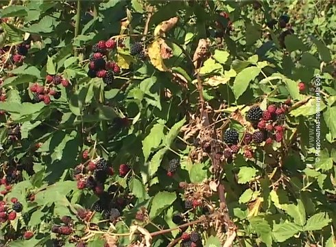 Počela berba kupina, 5. avgust 2017 (RTV Bor)