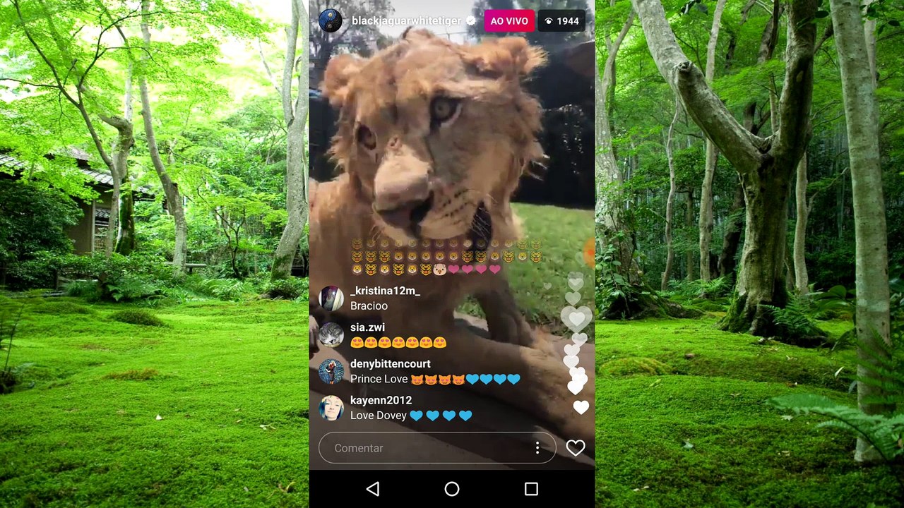 Leão dentro de casa - leão domado