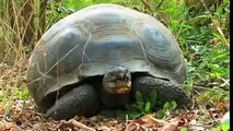 Dev Kaplumbağaların Evrimi Richard Dawkins)