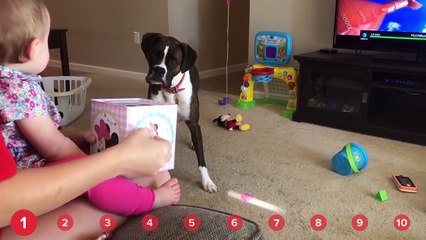 Puppies in Trouble & Crafty Bears! // Funny Animal Compilation