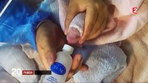 Panda : une naissance exceptionnelle au zoo de Beauval