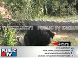 Bear Kills farmer in Tumkur Karnataka LIVE PUBLIC TV EXCLUSIVE video