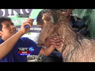 Jasa Salon Untuk Kambing - NET24
