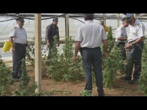 Vittoria (RG) - Sequestrata maxi piantagione di marijuana: 3 arresti (15.10.15)