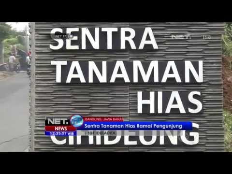 Sentra Bunga dan Tanaman Hias di Bandung - NET12