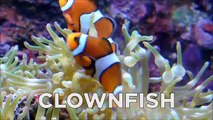 Learn Sea Animals NEW | Water Animals Names and Sounds