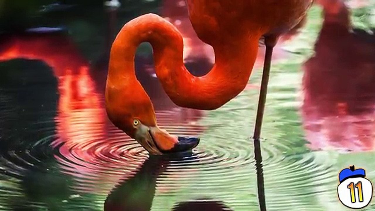 15_Things_About_Animals_You_Never_Realised