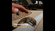 Animals SAVED From Drowning in Pools by Simple Invention  The Dodo