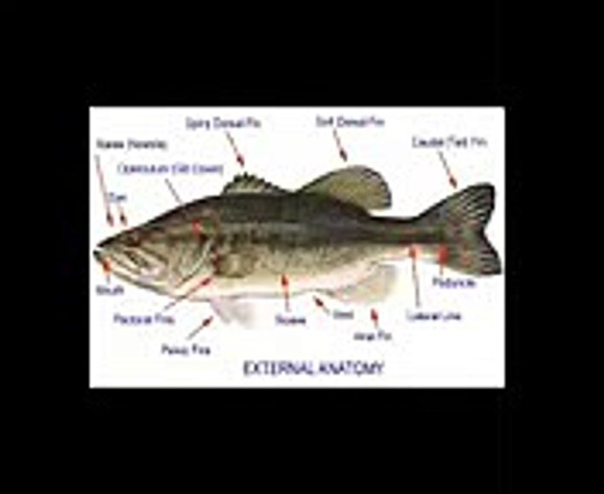 Cod Anatomy (1)