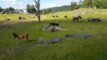 Cute baby Elephant Chasing Birds