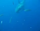 SHARK VIDEO: Amazing footage of underwater sharks!