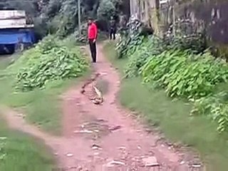 Snake  Dance Live 2017 -- Must Watch -- Viral Video Kamjor Dil Wale Na Dekhe