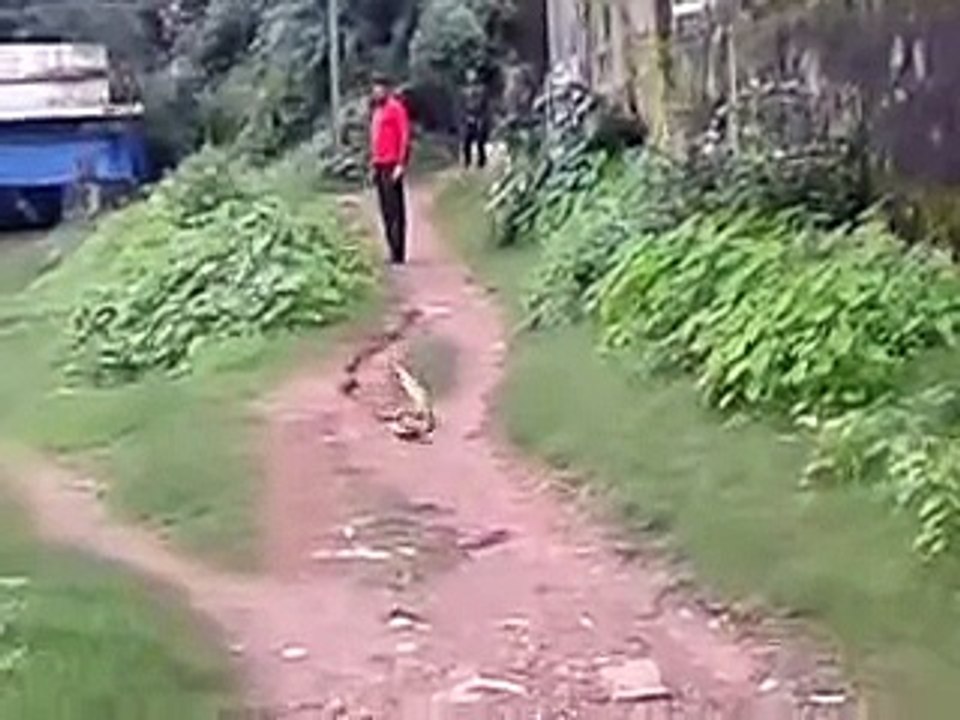 Snake  Dance Live 2017 -- Must Watch -- Viral Video Kamjor Dil Wale Na Dekhe