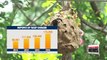 Warmer temperatures bring more insect attacks to Korea