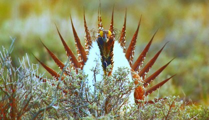 Chim sage-grouse & Nghi lễ tán tỉnh để có được nhiều vợ