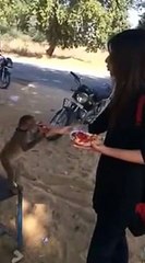 Funny Monkey Vs Beautiful Girl