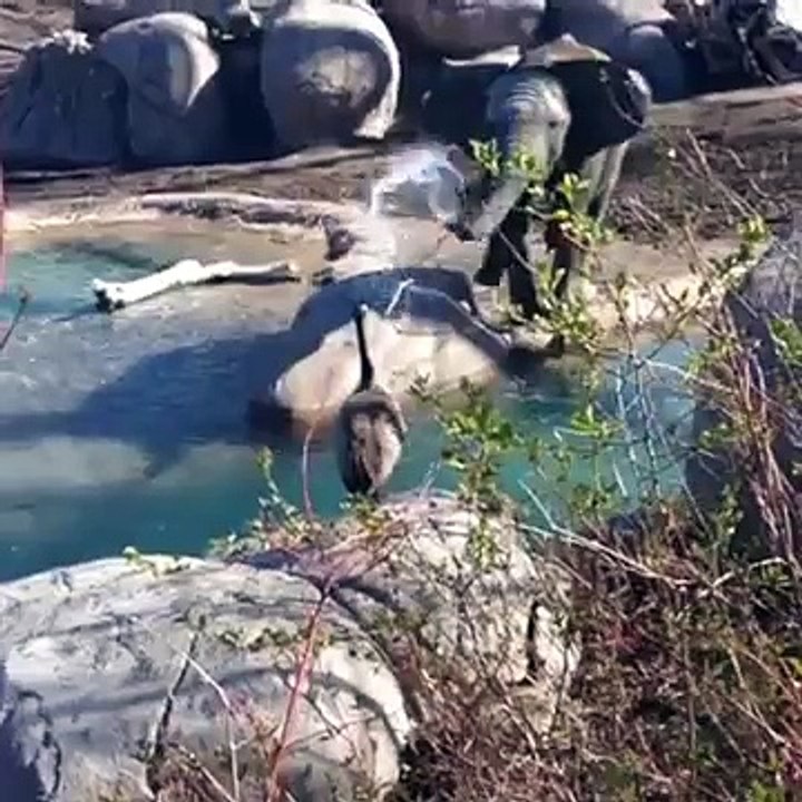 Elephant vs oie