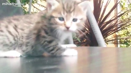 أخطر الحيوانات في العالم