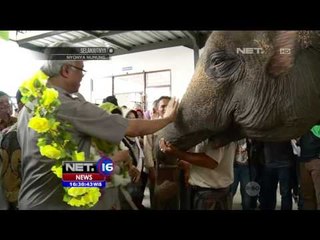 Rumah Sakit Khusus Gajah di Lampung - NET16