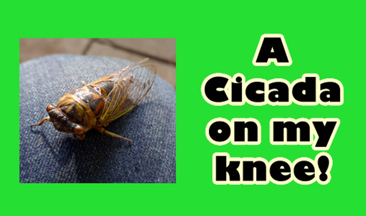 A Cicada on my Knee
