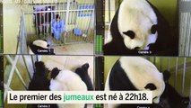 Fransa'daki gurbetçi panda ikiz doğurdu