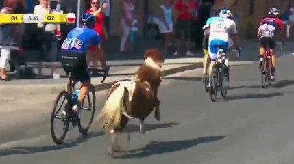 Ce poney téméraire a bien failli gagner l'avant-dernière étape du Tour de Pologne