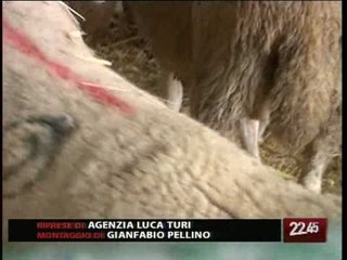 TG 22.10.09 Pecore ammassate nei tir, denunciati due greci