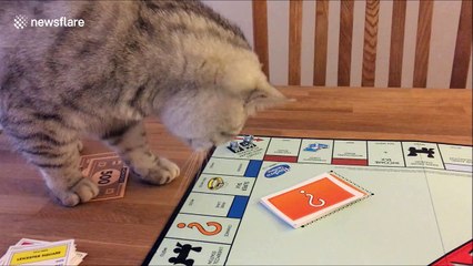 Attention seeking cat ruins Monopoly game