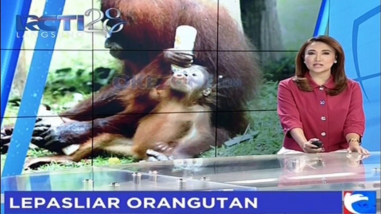 Yayasan BOS dan BKSDA Kembali Lepas Liarkan 12 Orangutan