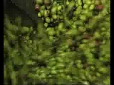 Un' annata coi fiocchi per la produzione olearia