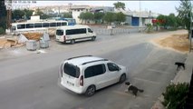 Antalya'da korkunç olay! Bilerek köpeği ezip kaçtı