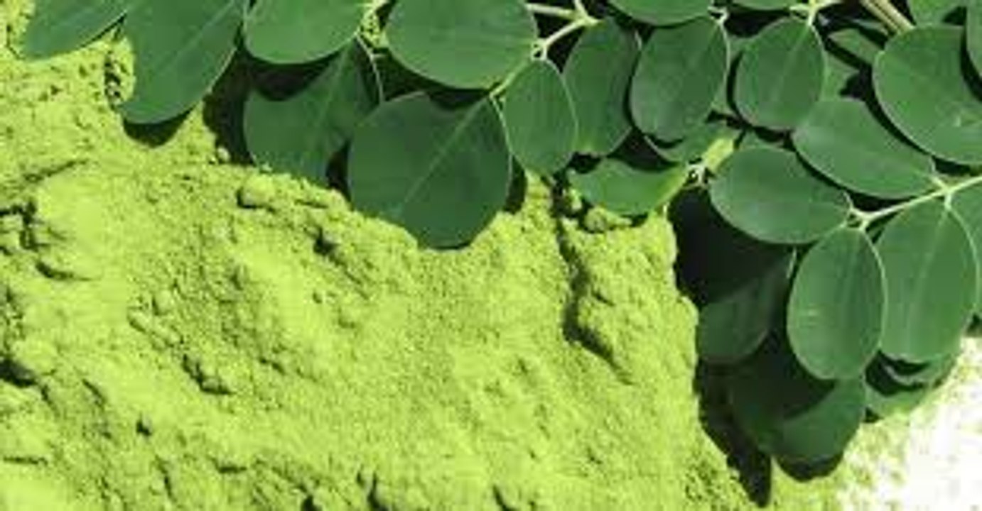 Para qué sirve la Moringa? (Árbol de la vida, propiedades medicinales, muy fácil, y económica)
