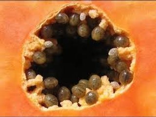 Eliminar parásitos y gusanos intestinales, (Método: Rápido, fácil, y muy barato)